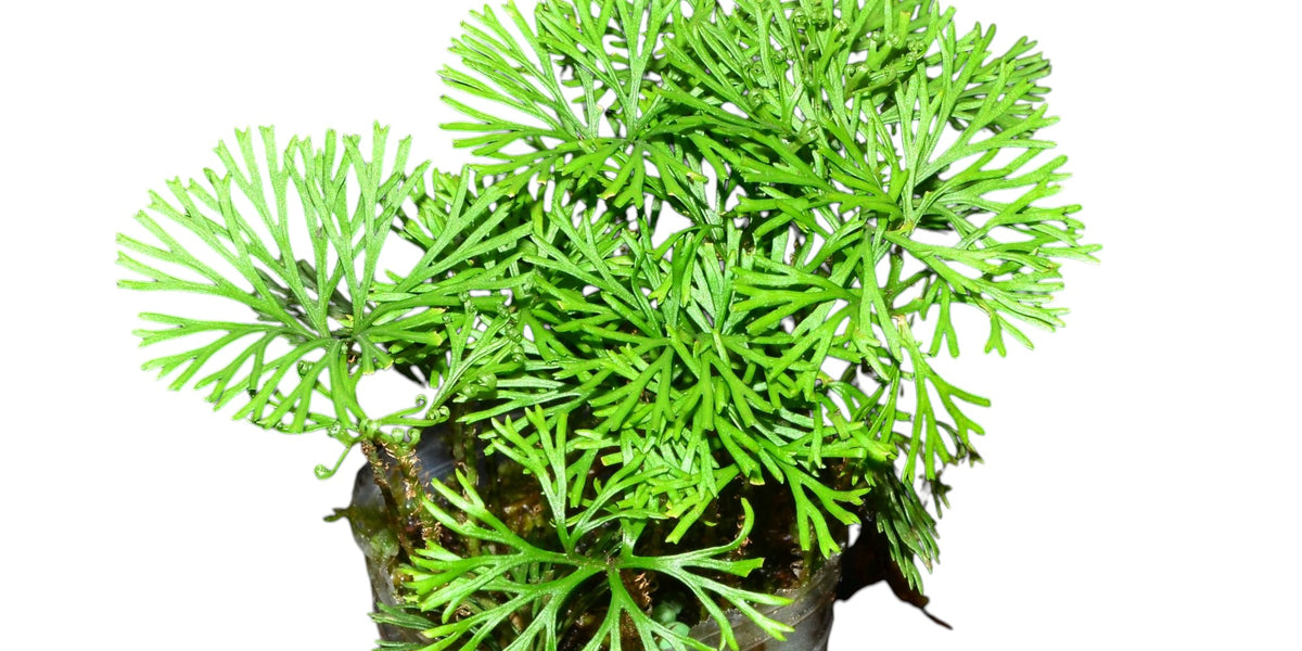 Elaphoglossum peltatum シダレア植物パルダリウムアンデス産 Elaphoglossum peltatum - Shield Fern Epiphyte | Ecuagenera USA