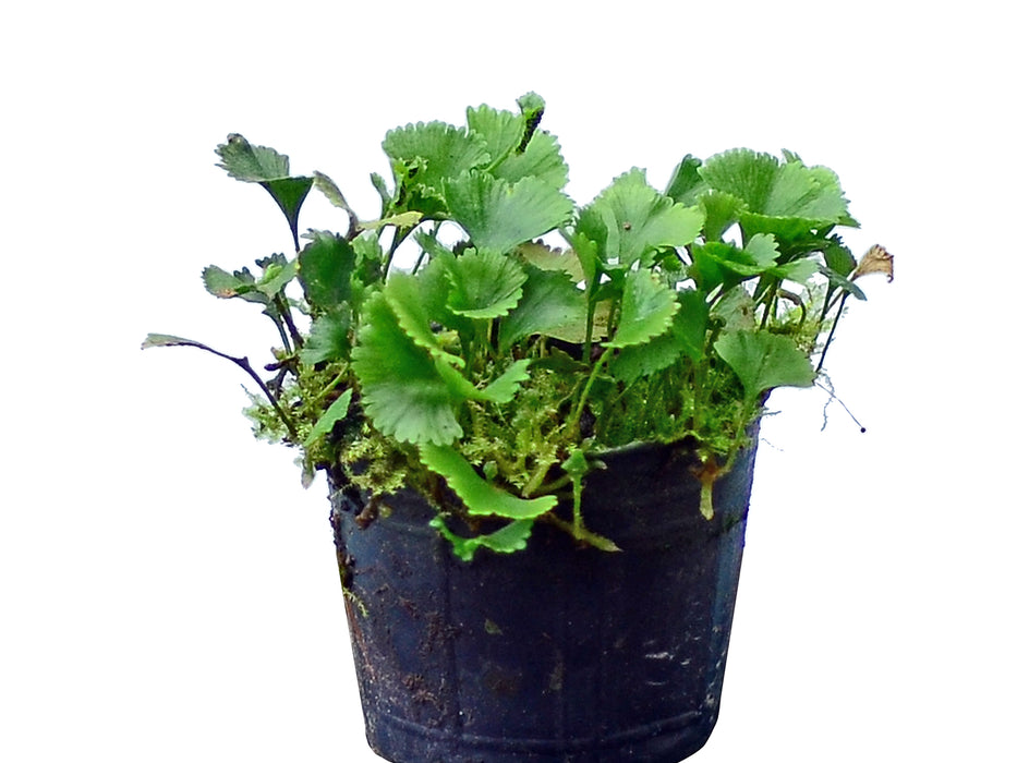 Elaphoglossum peltatum 2