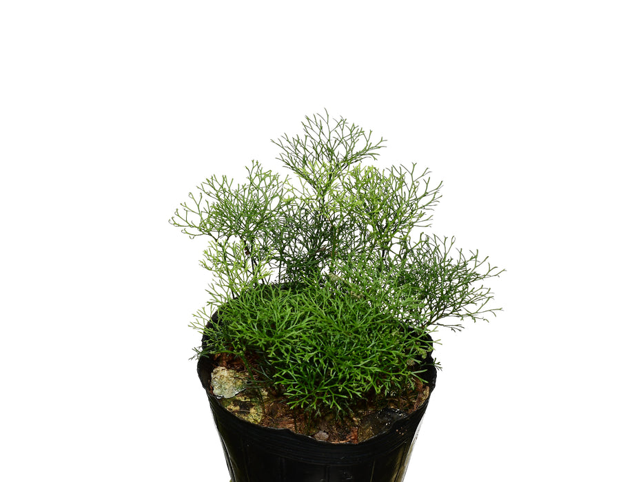 Elaphoglossum peltatum 'Ecuagenera'