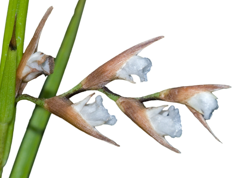 Elleanthus graminifolius