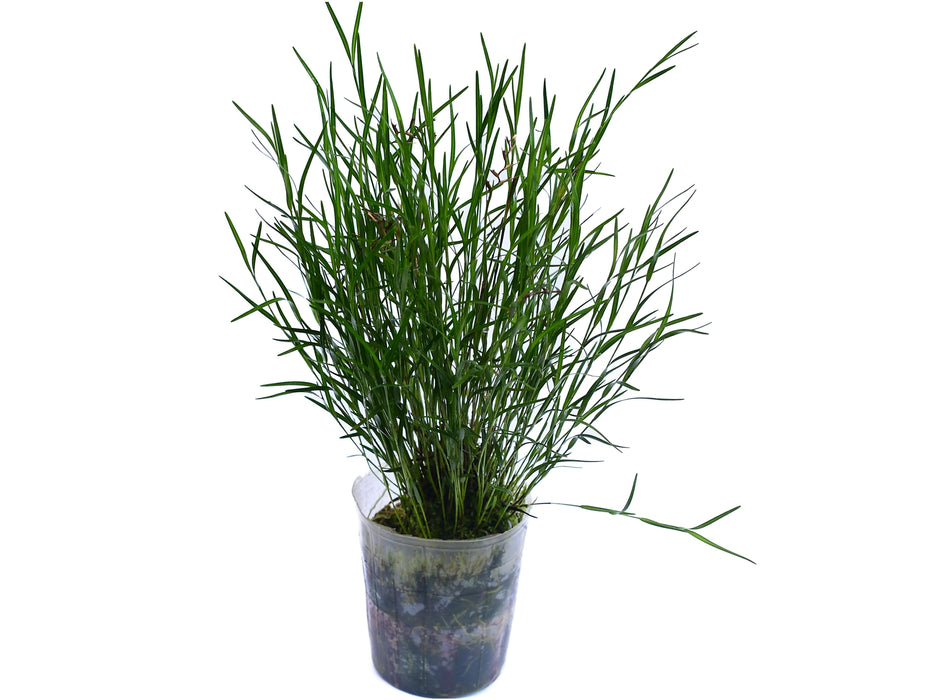 Elleanthus graminifolius