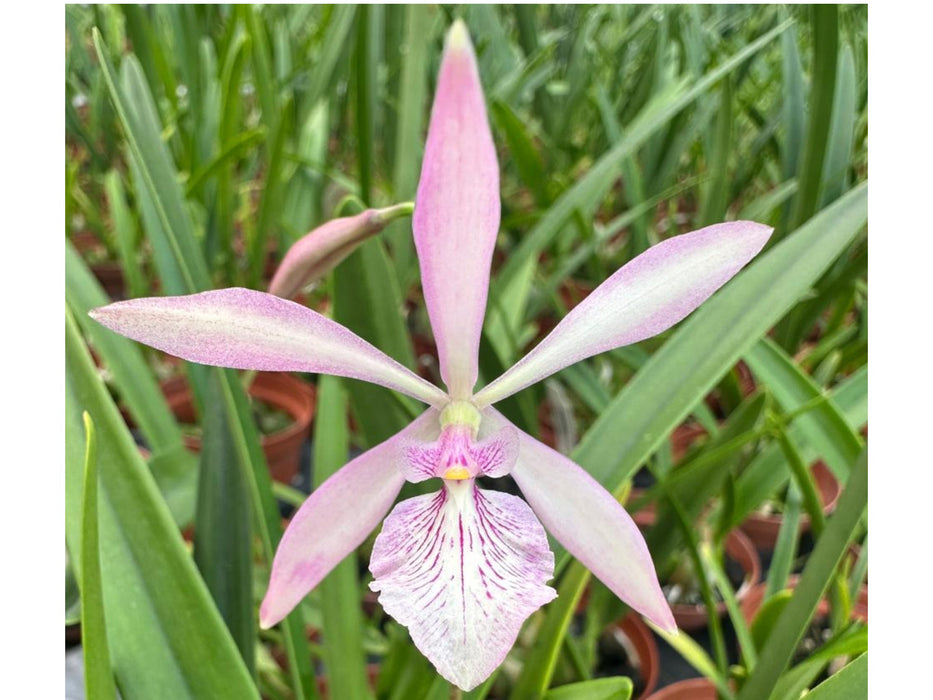 Encyclia La Favourita