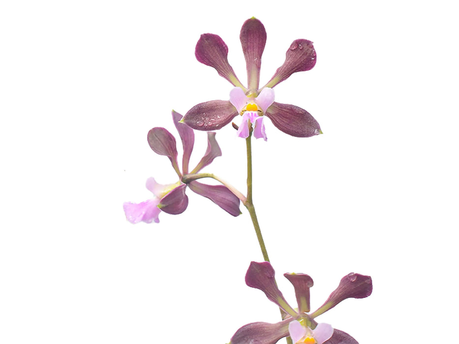 Encyclia alboxanthina x Encyclia cordigera pink