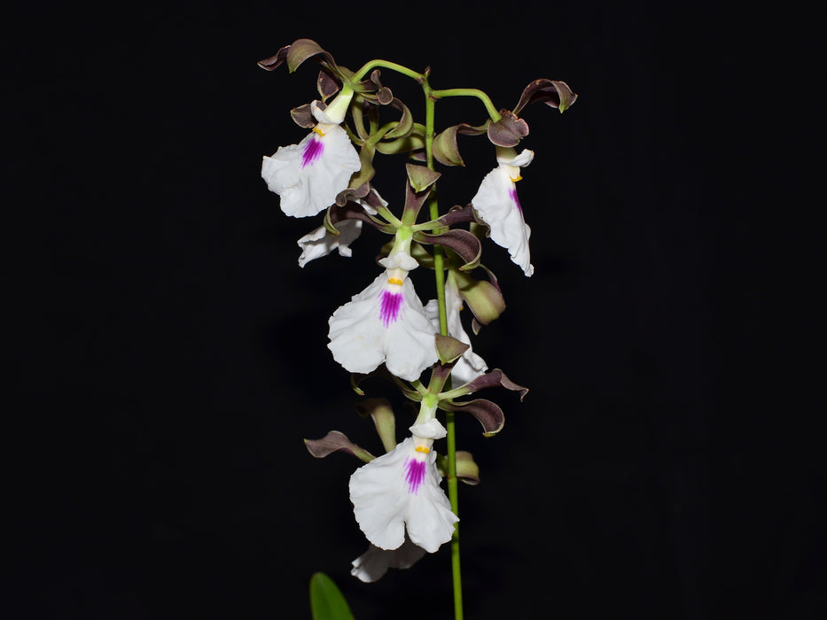 Encyclia cordigera f. alba