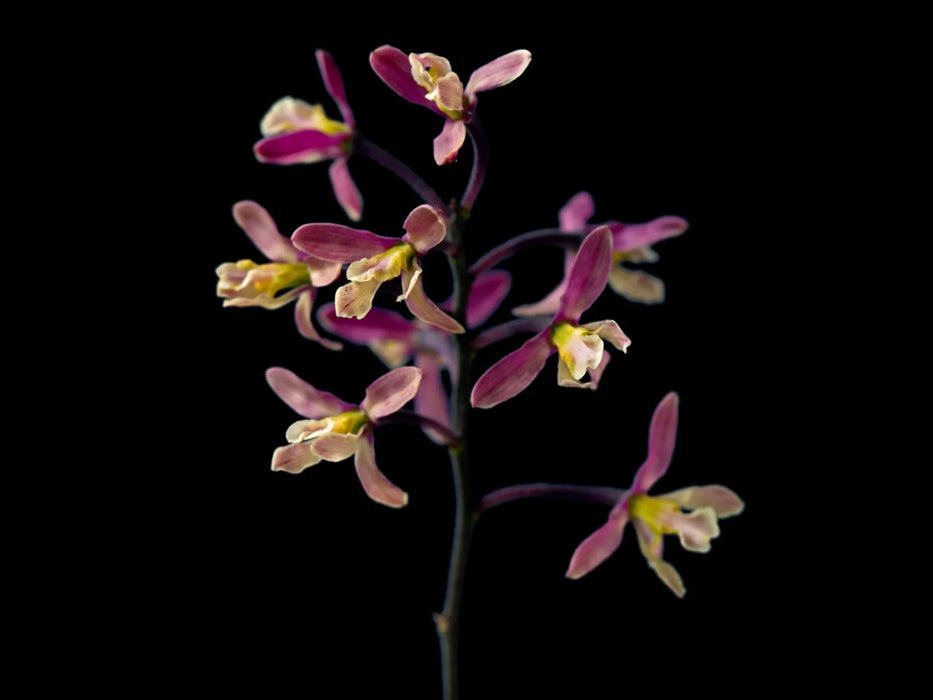 Encyclia cyperifolia