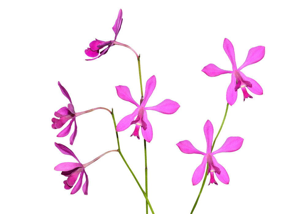 Encyclia dichroma