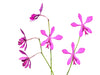 Encyclia dichroma