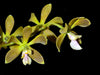 Encyclia patens