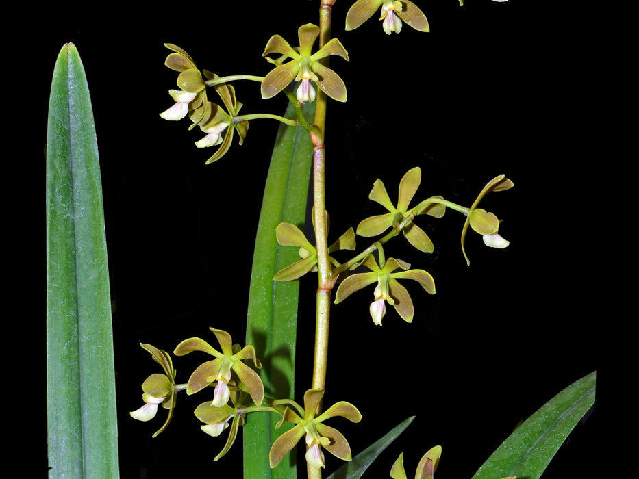encyclia altissima Encyclia patens — Ecuagenera USA Corp