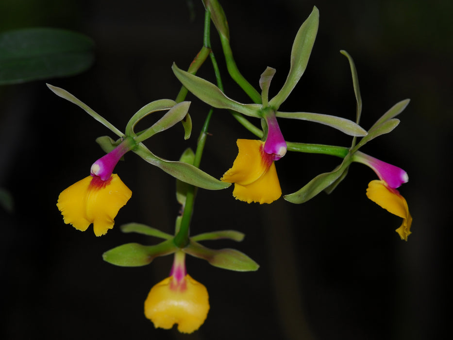 Epicattleya Rene Marques