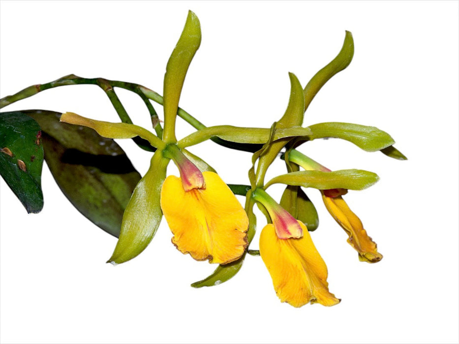 Epicattleya Rene Marques