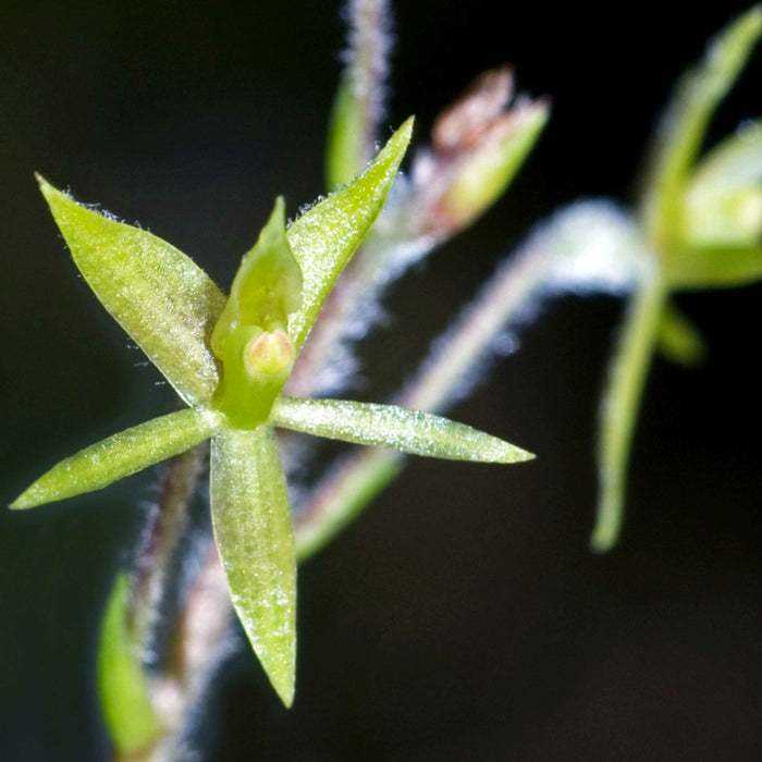 Epidendrum microphyllum