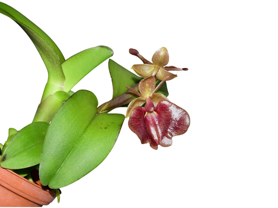 Epidendrum MD's Cuzco Sunrise