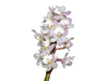Epidendrum Mayra
