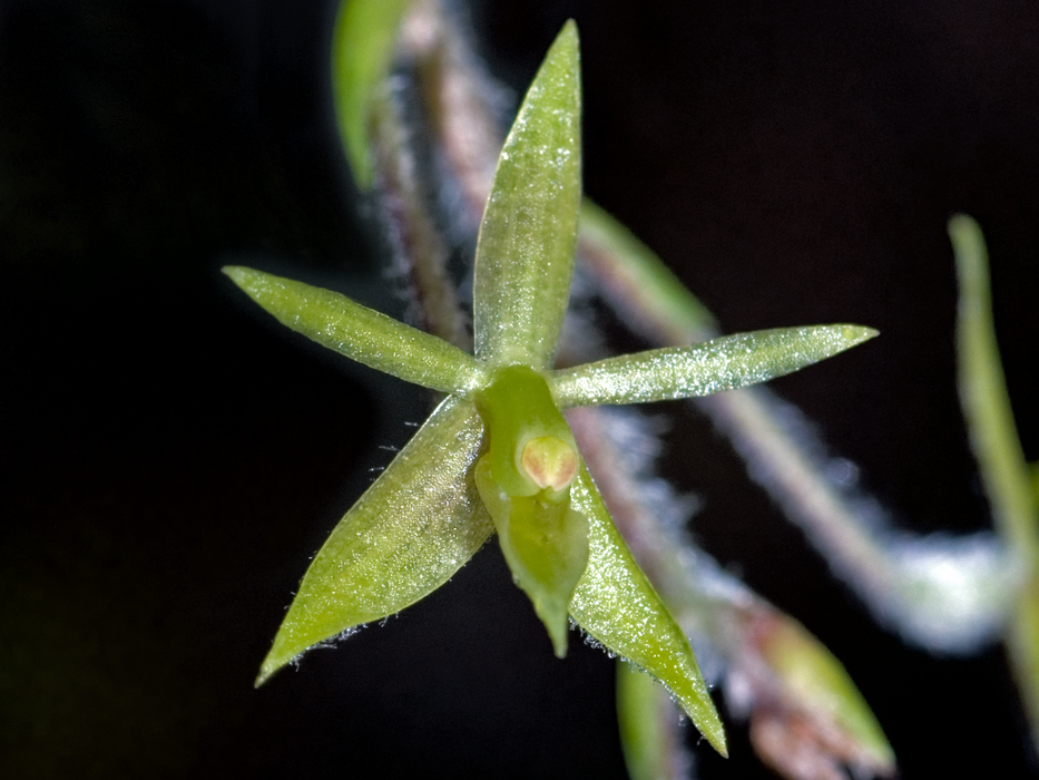 Epidendrum microphyllum