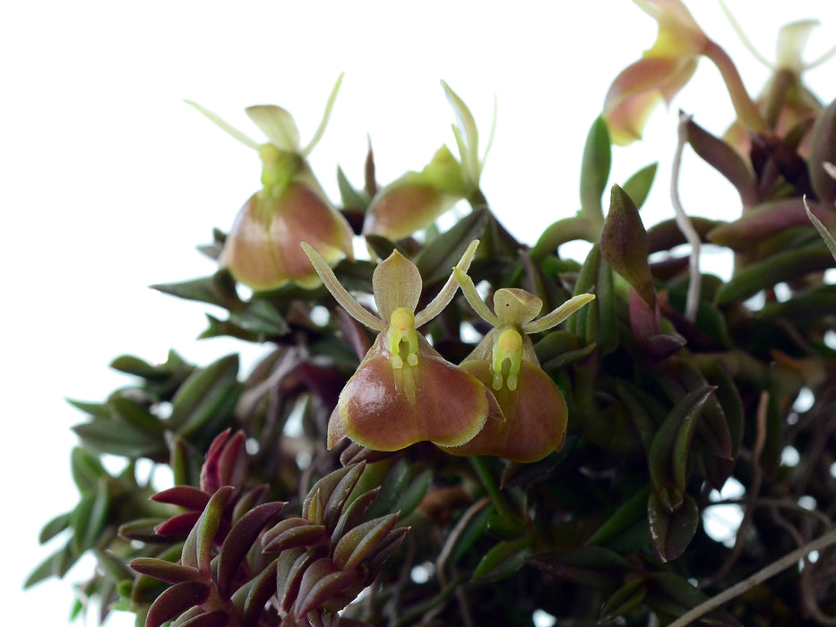 Epidendrum neoporpax