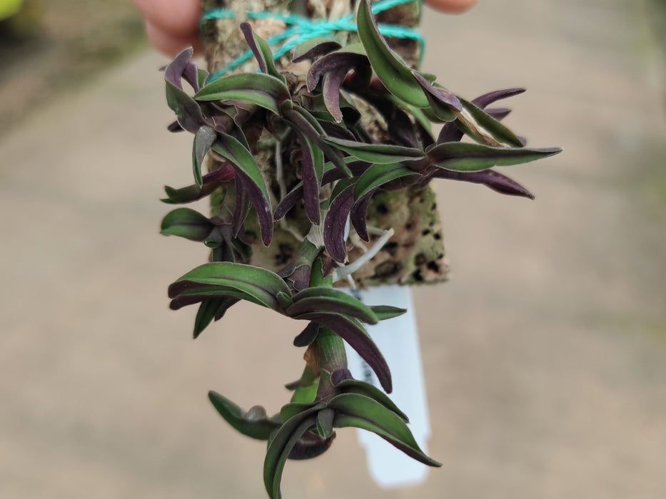 Epidendrum neoporpax