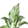 Epipremnum 'Marble'