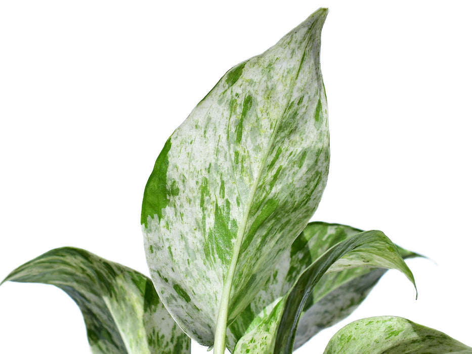 Epipremnum 'Marble' - seedling