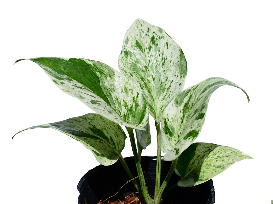 Epipremnum 'Marble' - seedling