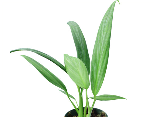 philodendron amplissimum silver Epipremnum amplissimum silver — Ecuagenera USA Corp