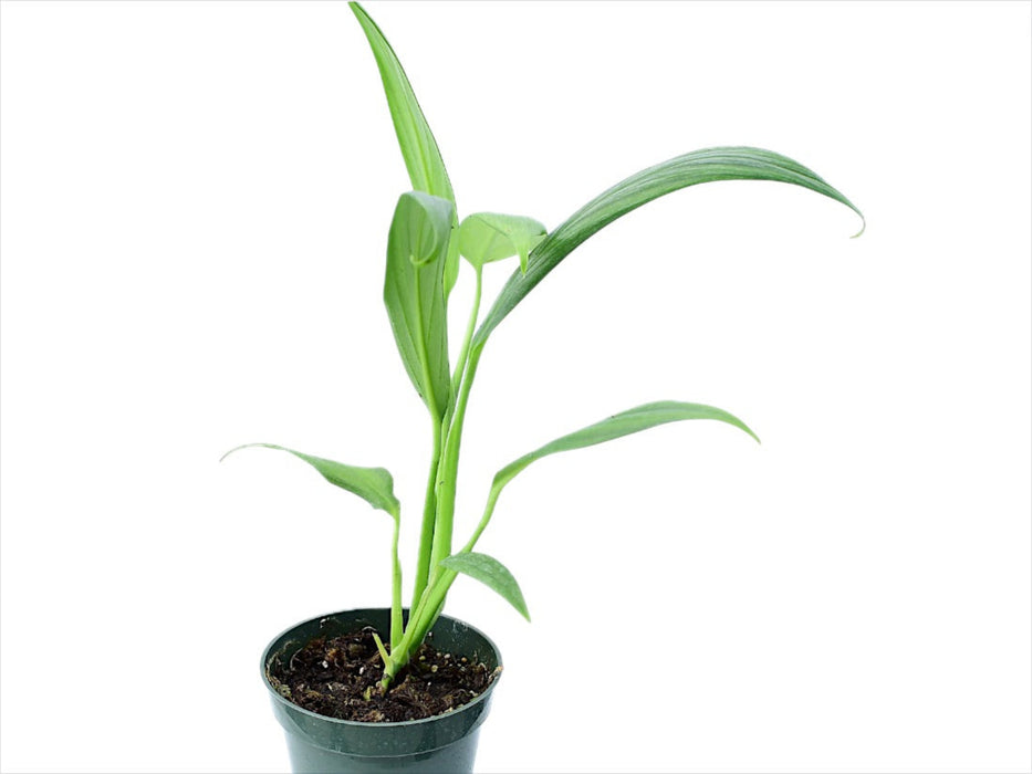 Epipremnum amplissimum silver