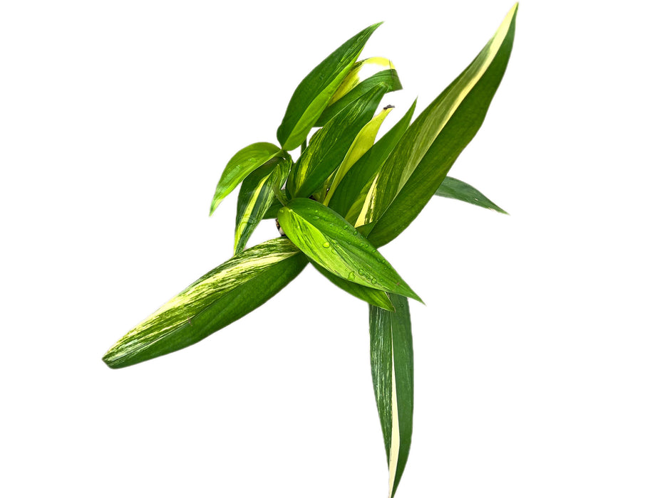 Epipremnum amplissimum variegated