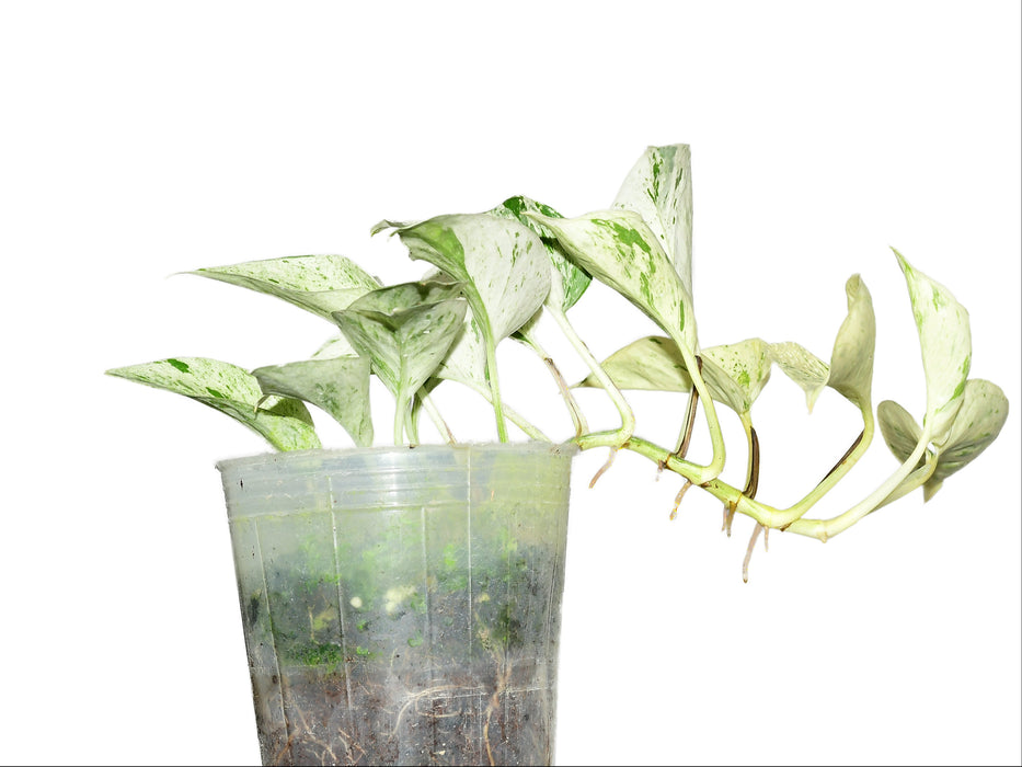 Epipremnum aureum