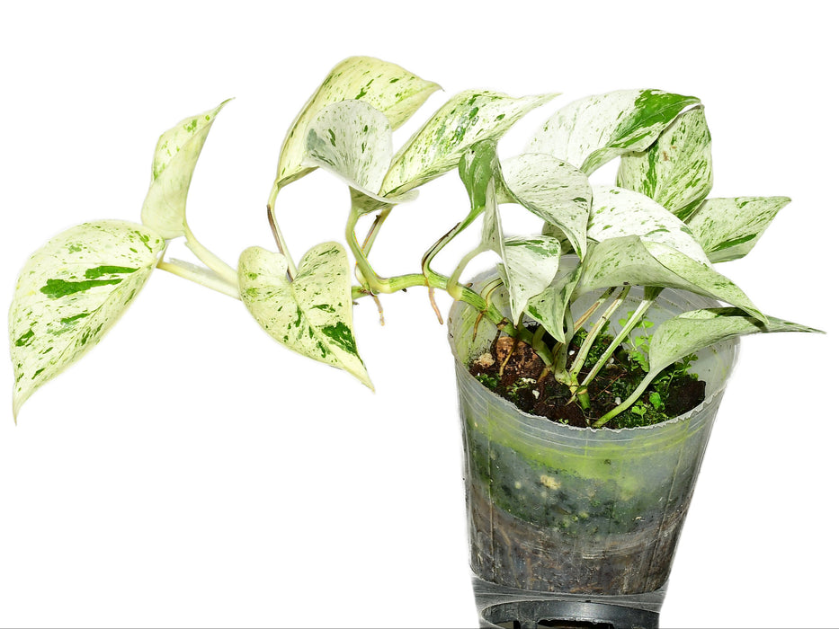 Epipremnum aureum
