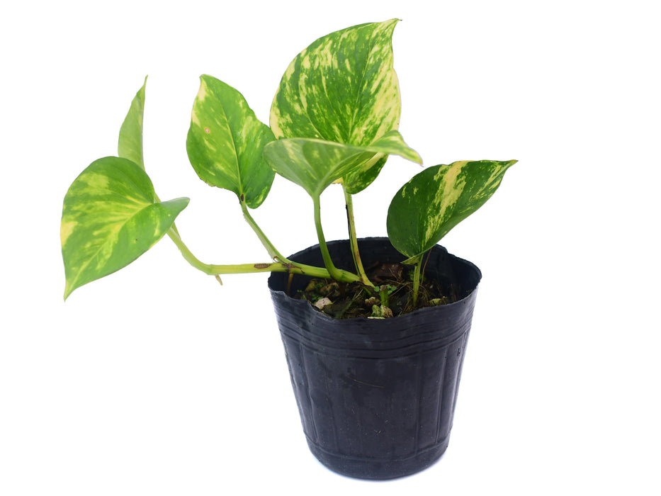 Epipremnum aureum