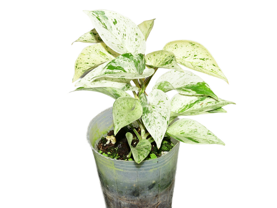 Epipremnum aureum