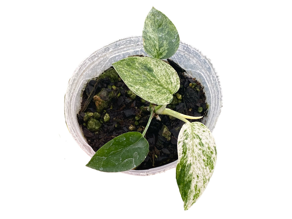 Epipremnum sp. Bali Hanoman variegated