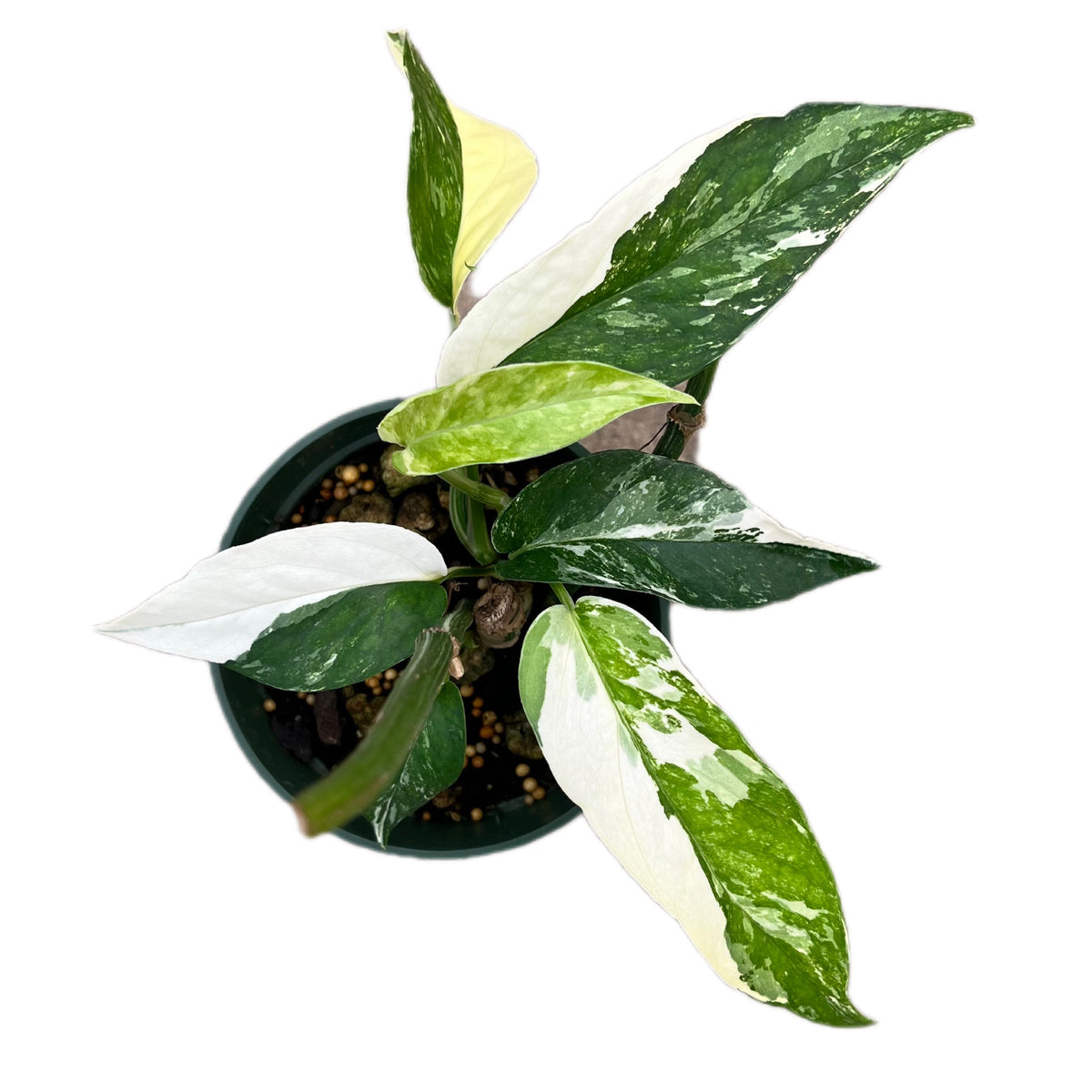 Epipremnum pinnatum Albo 6” - Succulents Empire