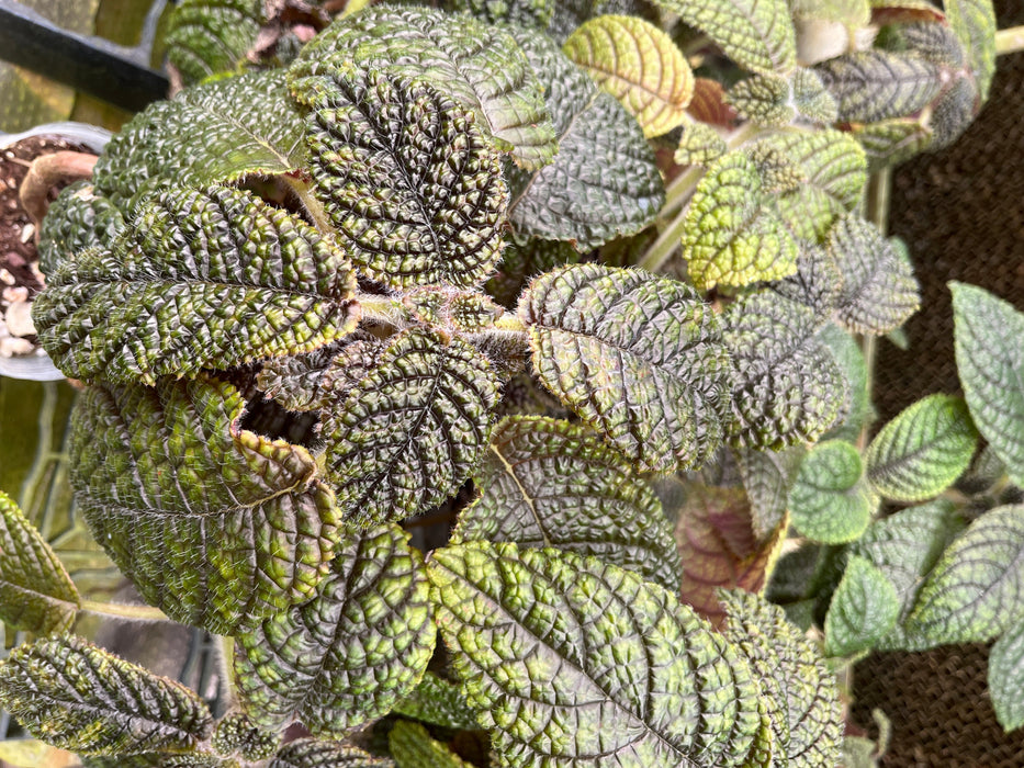 Episcia corrugada