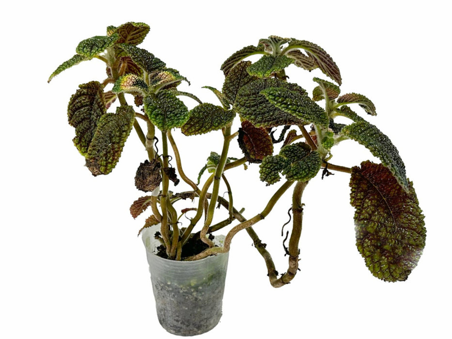 Episcia corrugada