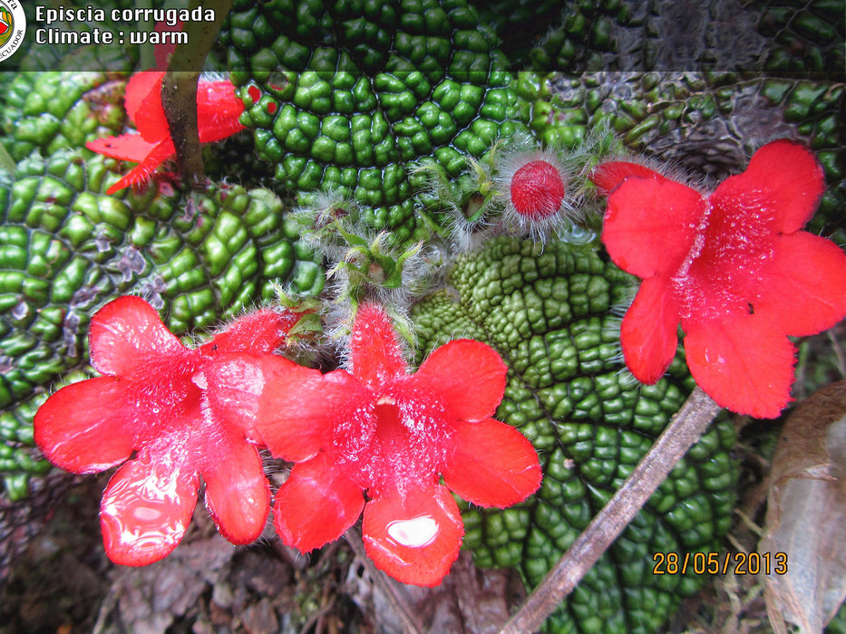 Episcia corrugada