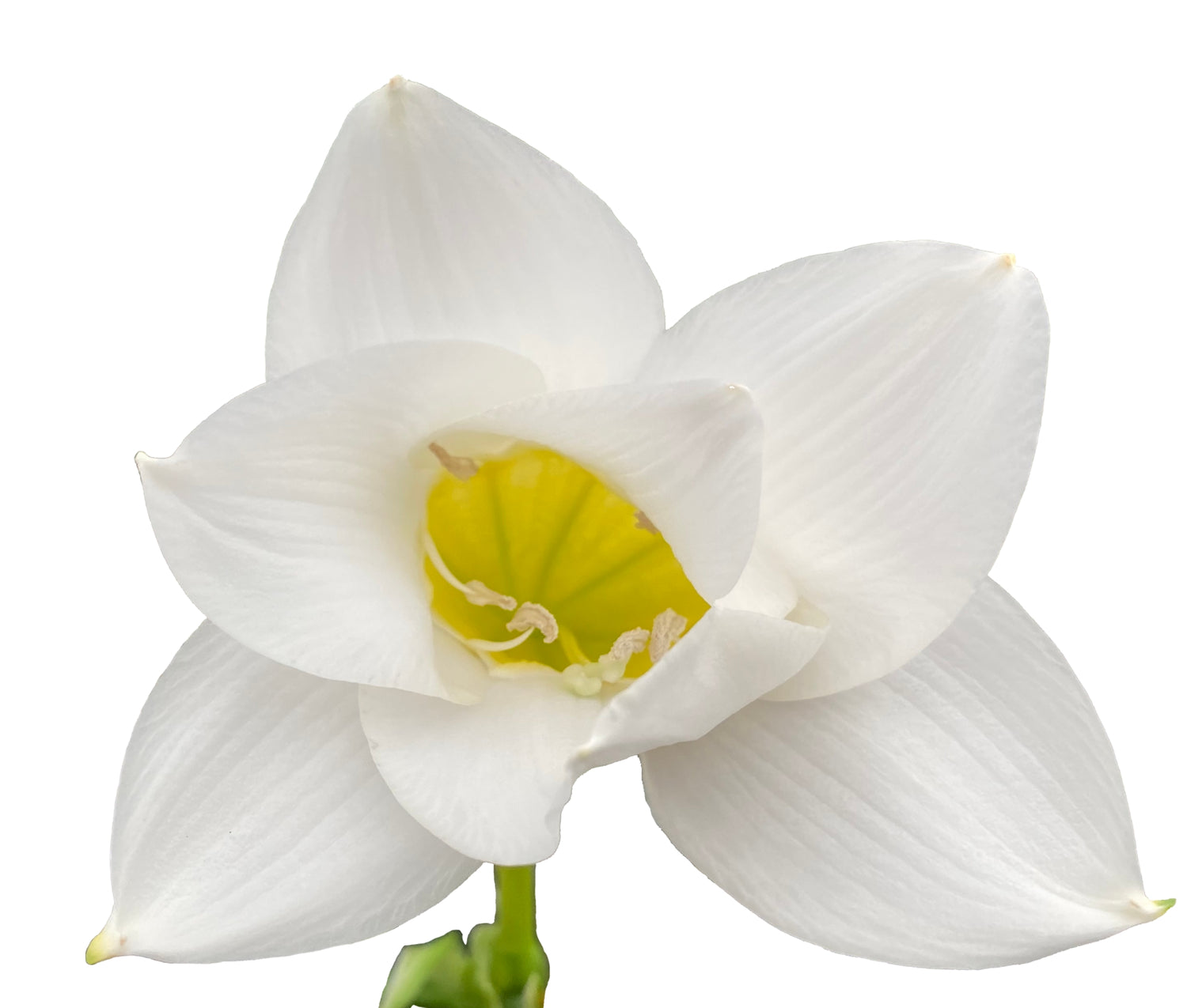 Eucharis candida