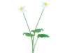 Eucharis candida