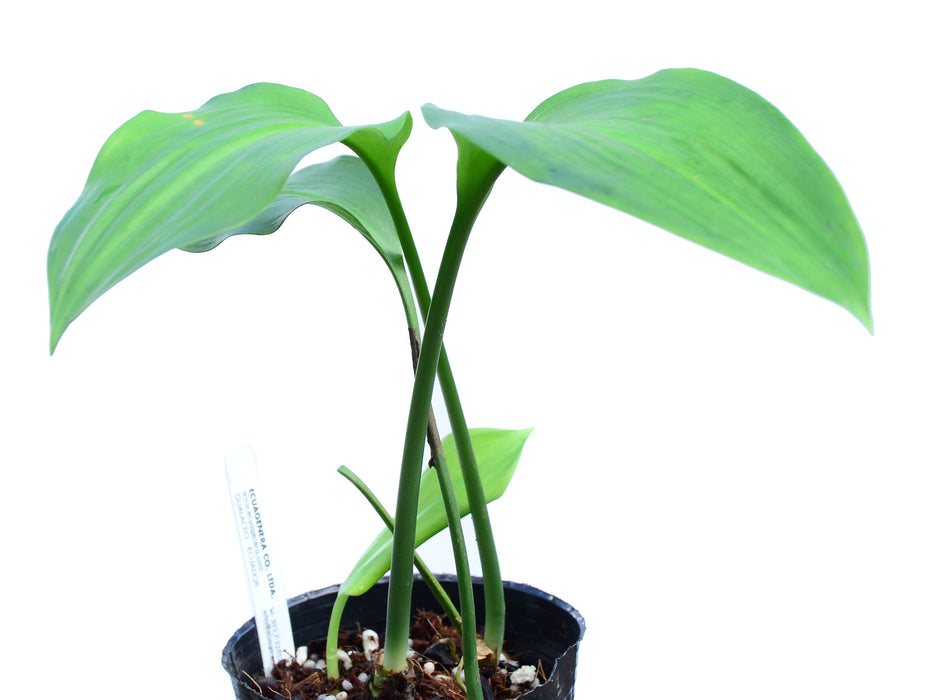 eucharia succulent Eucharis moorei - Giant Amazon Lily