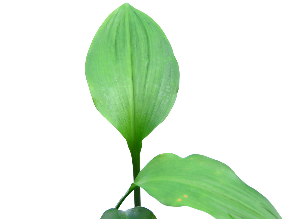 eucharia plant Eucharis moorei - Giant Amazon Lily