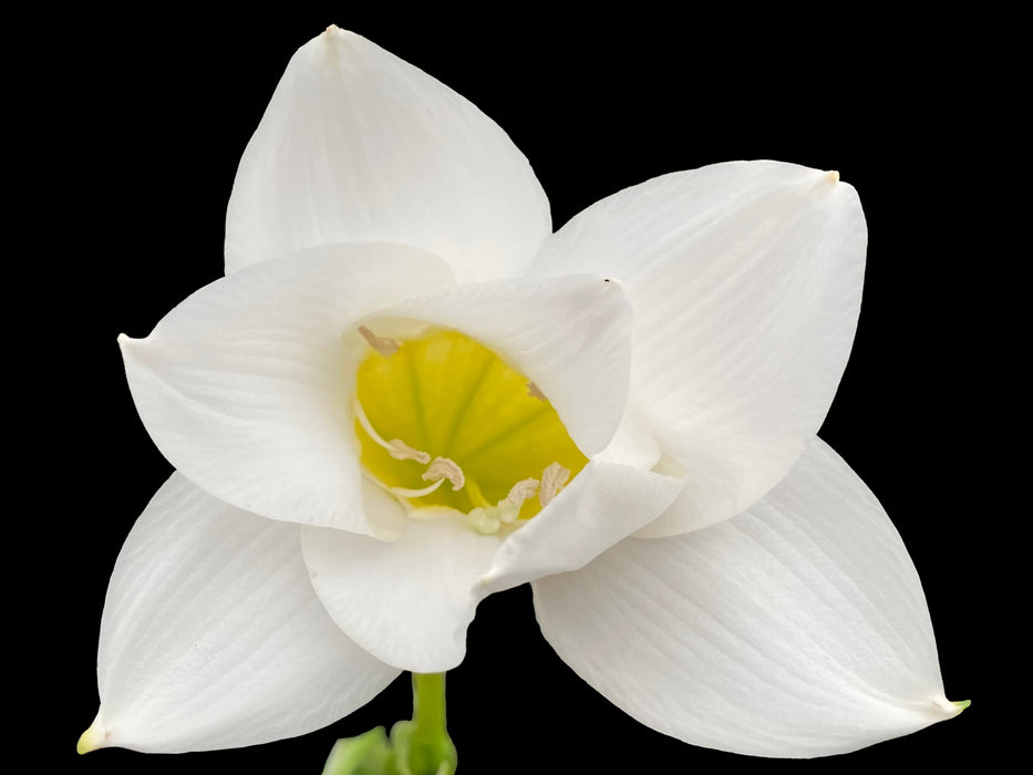 Eucharis candida