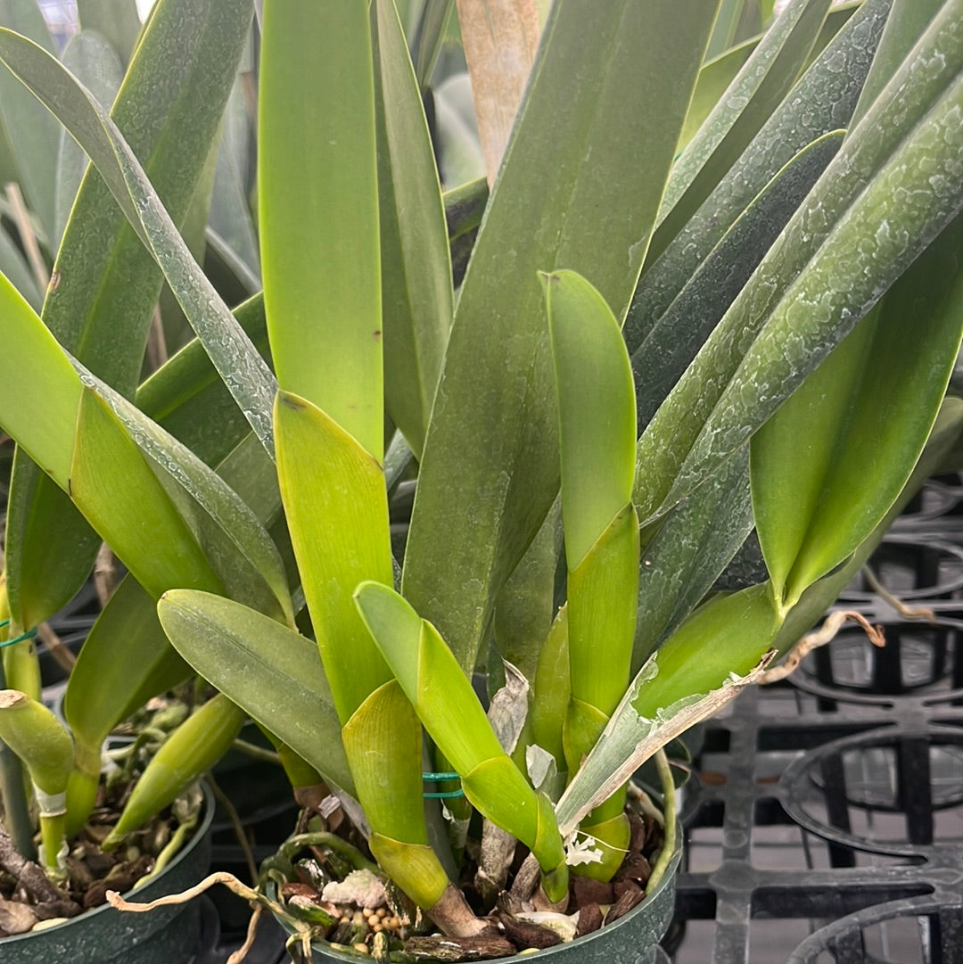 Laelia Purpurata Ecuagenera X Vinicolor Inti — Ecuagenera USA Corp