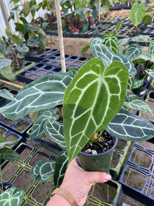 Anthurium crystallinum x Anthurium Magnificent Silver