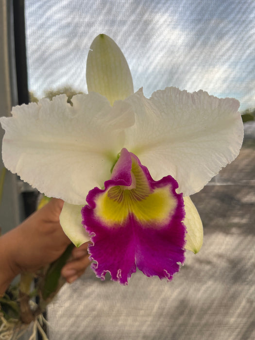 Potinara Nonthaburi Fancy x Pot. Phiti X Blc. Success Dream Miracles