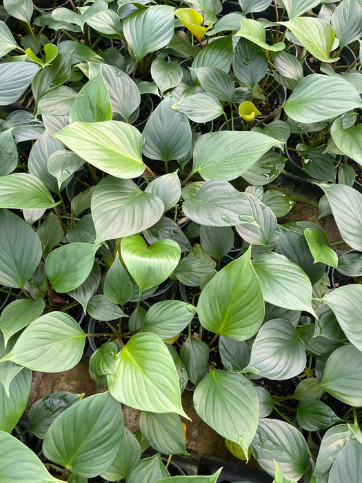 Homalomena 'Emeralda Gem'