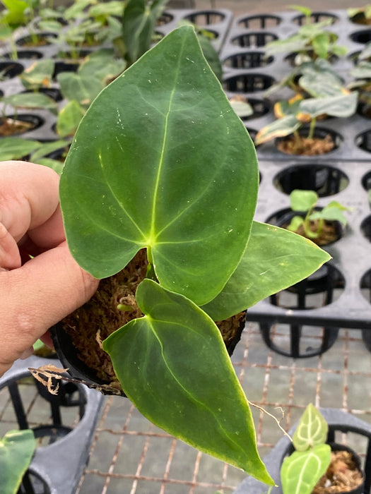 Anthurium Nebula Silky