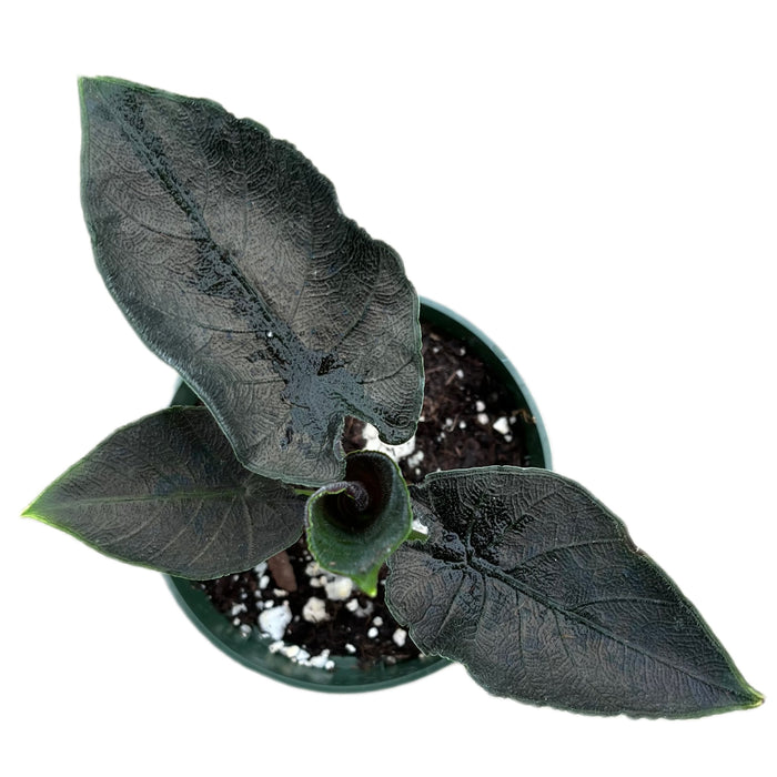 Alocasia Antoro Velvet - seedling