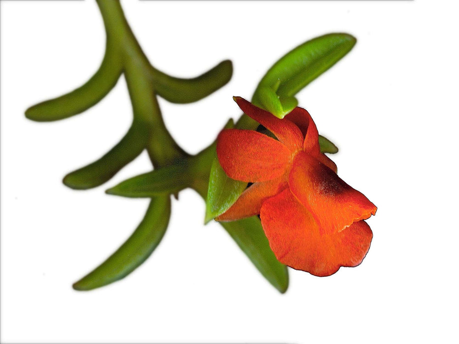 Fernandezia ionanthera