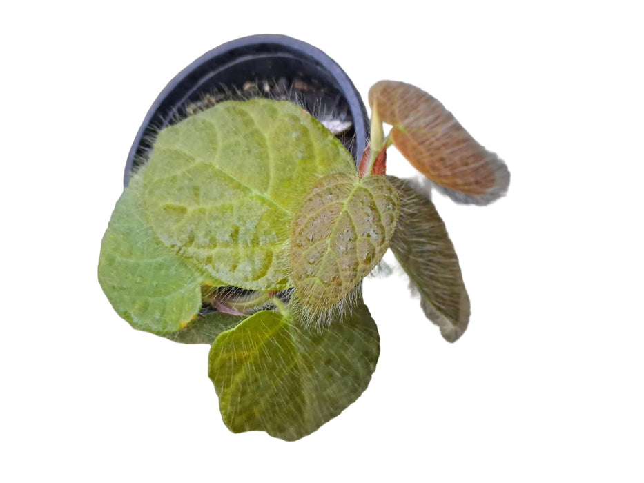 Ficus villosa