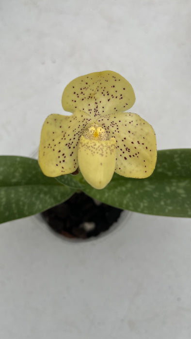 Paphiopedilum concolor